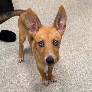 Nero -  Mixed Breed Dog for Adoption in Englewood, Florida - Nero | PetCurious