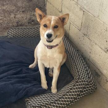 Sadie -  Mixed Breed Dog for Adoption in Prescott, Arizona - Sadie | PetCurious