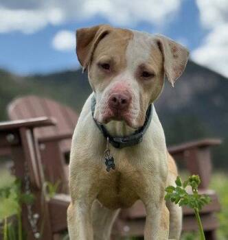 Pit Bull Terrier Dogs Available for Adoption in Evergreen, Colorado - Bagel | PetCurious