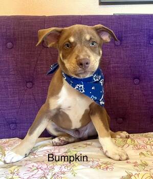 Bumpkin Lonestar -  Labrador Retriever Dog for Adoption in Rockaway, New Jersey - Bumpkin Lonestar | PetCurious