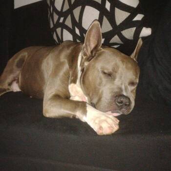 American Staffordshire Terrier Dogs Available for Adoption in Houston, Texas - General | PetCurious