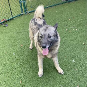 Boomer 1185 -  Norwegian Elkhound Dog for Adoption in Loxahatchee Groves, Florida - Boomer 1185 | PetCurious