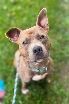 Bogo Logo -  Mixed Breed Dog for Adoption in Cincinnati, Ohio - Bogo Logo | PetCurious