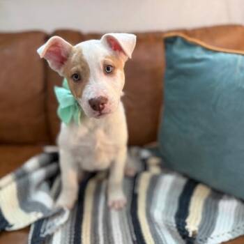 Pit Bull Terrier and Labrador Retriever Dogs Available for Adoption - Barry White | PetCurious