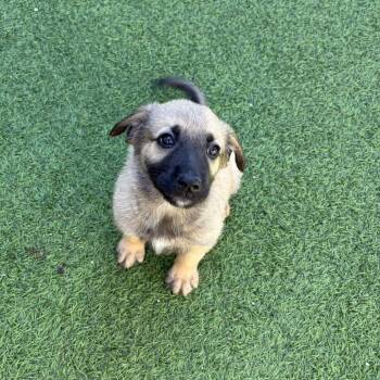 Shepherd and Mixed Breed Dogs Available for Adoption - Kumo 5920 | PetCurious