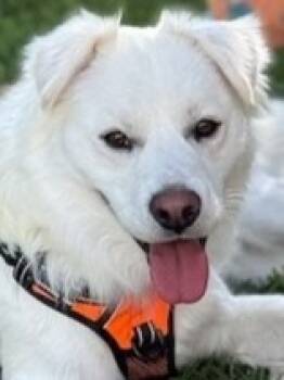 Rescue Cocker Spaniel and Husky Dogs for Adoption in Lake Forest, California - Wally - Courtesy Post Adopt Me! | PetCurious
