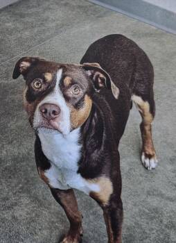 Rescue American Bully and Terrier Dogs for Adoption in Fort Madison, Iowa - Gibbs | PetCurious