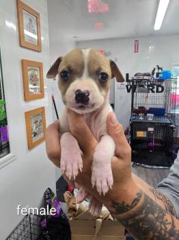 Mel -  Mixed Breed Dog for Adoption in Glenfield, New York - Mel | PetCurious