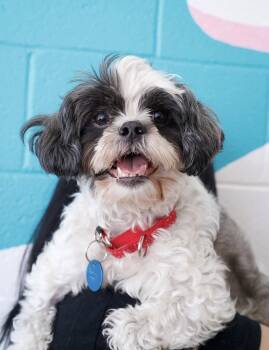 Betty -  Shih Tzu Dog for Adoption in Pasadena, California - Betty | PetCurious