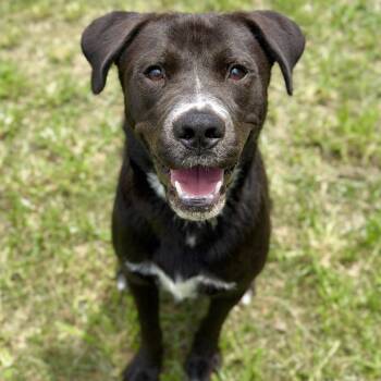 Gus Gus -  Mixed Breed Dog for Adoption in Springboro, Ohio - Gus Gus | PetCurious