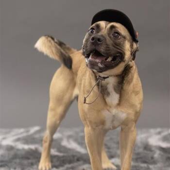Hot Pocket -  Mixed Breed and None Dog for Adoption in Phoenix, Arizona - Hot Pocket | PetCurious