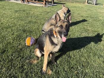 Bodie -  German Shepherd Dog Dog for Adoption in Fulton, California - Bodie | PetCurious