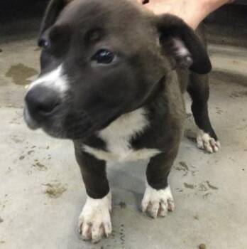 Pit Bull Terrier Dogs Available for Adoption - GORDA | PetCurious