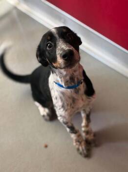 A255948 -  Australian Cattle Dog Blue Heeler and Mixed Breed Dog for Adoption in Visalia, California - A255948 | PetCurious