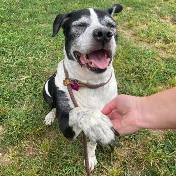 Rescue Mixed Breed Dogs for Adoption in Mishawaka, Indiana - Dexter | PetCurious