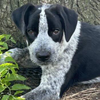 Patrick -  Australian Cattle Dog Blue Heeler Dog for Adoption in Okolona, Mississippi - Patrick | PetCurious