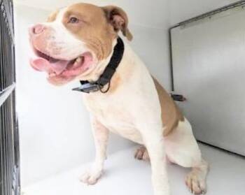 American Bulldog and Mixed Breed Dogs Available for Adoption in Houston, Texas - A654132 | PetCurious