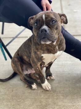 Rescue Mixed Breed Dogs for Adoption in Munster, Indiana - Mae | PetCurious