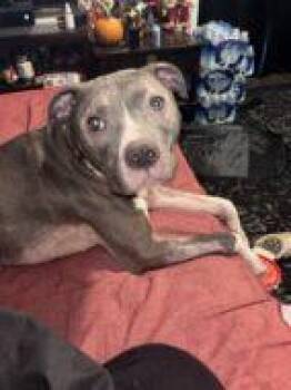 Mixed Breed Dogs Available for Adoption in West Chester, Pennsylvania - Rolo Fka Worm | PetCurious