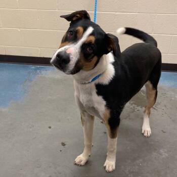 Mixed Breed Dogs Available for Adoption in Memphis, Tennessee - LEVI Aka Condor | PetCurious