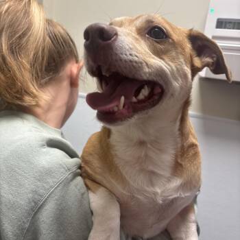 Mixed Breed and None Dogs Available for Adoption in Tulsa, Oklahoma - Paco | PetCurious