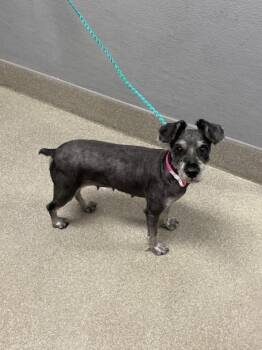 LUNA -  Schnauzer Dog for Adoption in Las Vegas, Nevada - LUNA | PetCurious
