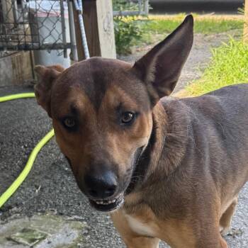 Grover -  Shepherd Dog for Adoption in Jacksonville, Arkansas - Grover | PetCurious