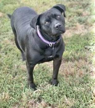 Rescue Labrador Retriever Dogs for Adoption in Manchester, Connecticut - Lily | PetCurious