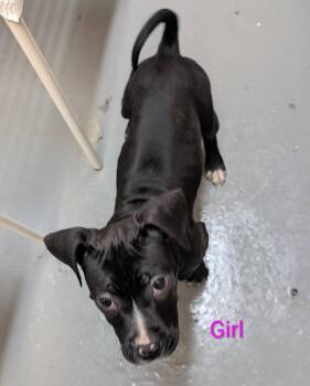 Mixed Breed Dogs Available for Adoption in Warren, Michigan - Ravenbeak | PetCurious