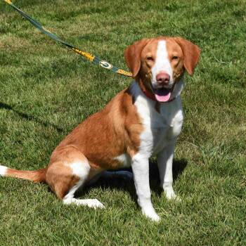 Clover -  Beagle Dog for Adoption in Searcy, Arkansas - Clover | PetCurious