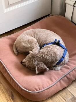Pops -  Cockapoo Dog for Adoption in Lambertville, New Jersey - Pops | PetCurious
