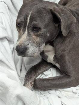 Mixed Breed Dogs Available for Adoption - DIANNE | PetCurious