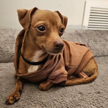 Chihuahua Dogs Available for Adoption - Frankie | PetCurious