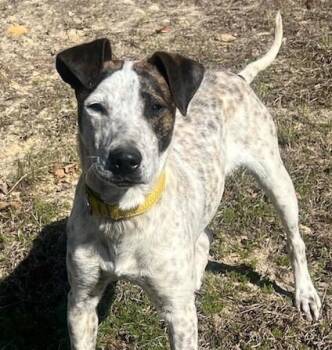 Larry -  Pointer Dog for Adoption in Washington, District Of Columbia - Larry | PetCurious
