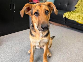 Fern -  German Shepherd Dog and Mixed Breed Dog for Adoption in Raleigh, North Carolina - Fern | PetCurious