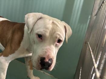 Rescue Mixed Breed Dogs for Adoption in New York, New York - Droolius Caeser | PetCurious