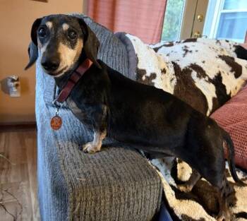 Mack -  Dachshund Dog for Adoption in Aurora, Illinois - Mack | PetCurious