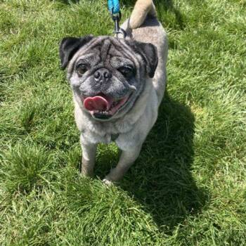 Pierre -  Pug Dog for Adoption in Seattle, Washington - Pierre | PetCurious