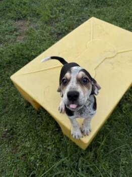 Jade -  Hound and Mixed Breed Dog for Adoption in Conway, South Carolina - Jade | PetCurious