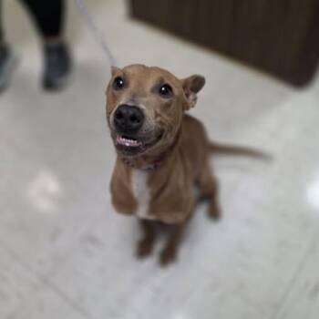Chai -  Mixed Breed Dog for Adoption in Jasper, Indiana - Chai | PetCurious