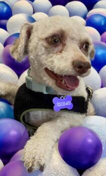 Rescue Miniature Poodle and Maltese Dogs for Adoption in Las Vegas, Nevada - Fritter | PetCurious