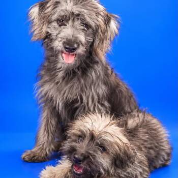 Leonel -  Yorkshire Terrier and Poodle Dog for Adoption in San Diego, California - Leonel | PetCurious