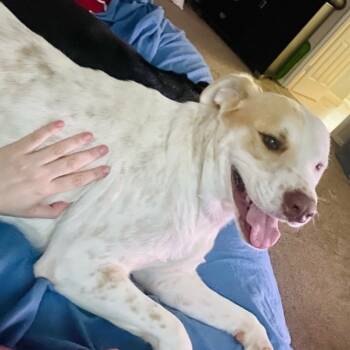 Murdock MV-JC1001-T -  Labrador Retriever and Yellow Labrador Retriever Dog for Adoption in Missouri City, Texas - Murdock MV-JC1001-T | PetCurious