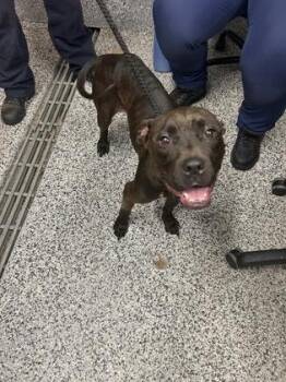 Bee -  Mixed Breed Dog for Adoption in West Chester, Pennsylvania - Bee | PetCurious