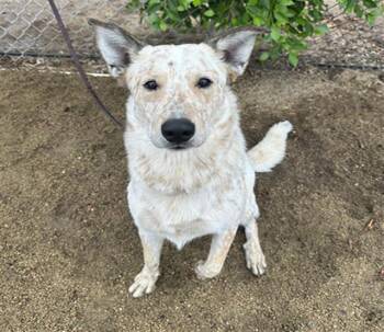 Rescue Australian Cattle Dog Blue Heeler and Mixed Breed Dogs for Adoption in Chula Vista, California - BINGO | PetCurious