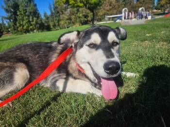 Rescue Siberian Husky Dogs for Adoption in Rancho Cucamonga, California - A775810 | PetCurious