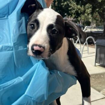 Mulled Wine -  American Staffordshire Terrier Dog for Adoption in Walnut Creek, California - Mulled Wine | PetCurious