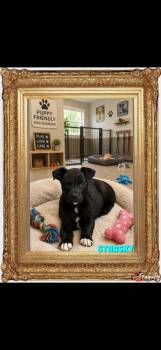 Starsky -  Labrador Retriever Dog for Adoption in San Antonio, Texas - Starsky | PetCurious