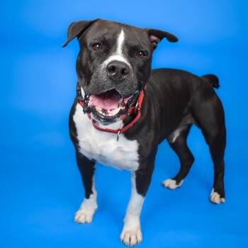 Rescue American Bulldog Dogs for Adoption in West Palm Beach, Florida - Pasqual | PetCurious