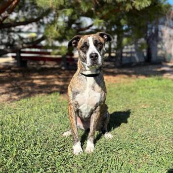 Pit Bull Terrier and Mixed Breed Dogs Available for Adoption in Fargo, North Dakota - Harley Quinn--In Foster | PetCurious